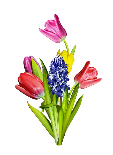 Spring flowers tulips isolated on white background. hyacinth — Stock Photo, Image