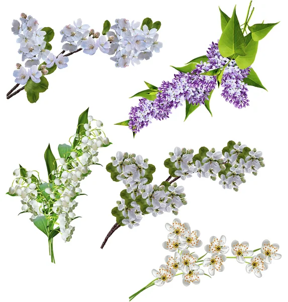 Branch flowers — Stock Photo, Image