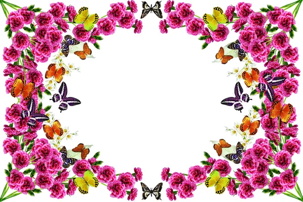 Flowers and butterflies on a white background. frame — Stock Photo, Image