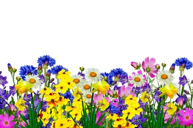 Beyaz arkaplanda izole çiçekler