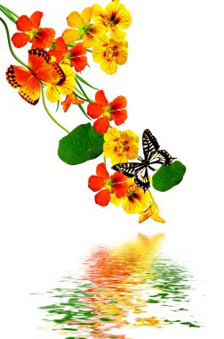 Beyaz arkaplanda izole edilmiş nasturtium çiçekleri