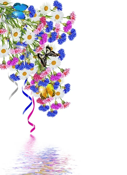 Květy chrpy izolovaných na bílém pozadí — Stock fotografie
