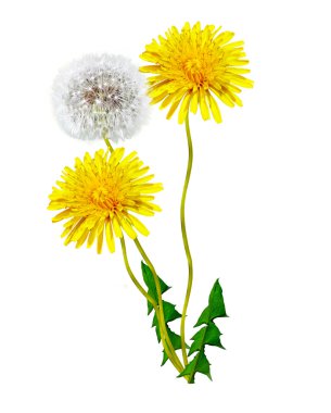 Karahindiba çiçekleri beyaz arkaplanda izole