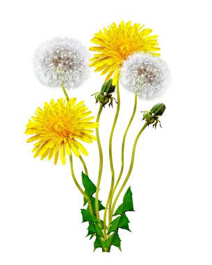 Karahindiba çiçekleri beyaz arkaplanda izole