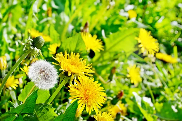 Paisaje de verano con flores dientes de león — Foto de Stock
