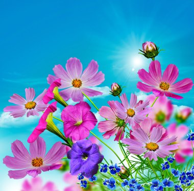 Cosmos çiçek mavi gökyüzü bulutlu bir arka plan üzerinde