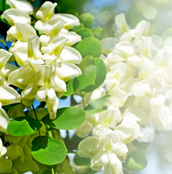 Summer landscape. bush blooming acacia — Stock Photo, Image