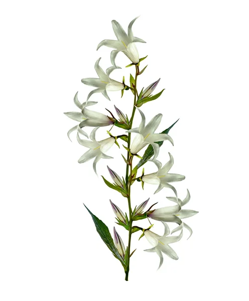 Квітка дзвінка ізольована на білому тлі — стокове фото