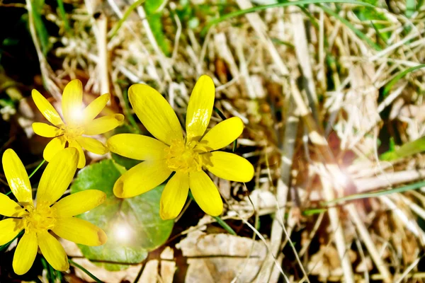 Fleurs buttercups — Photo