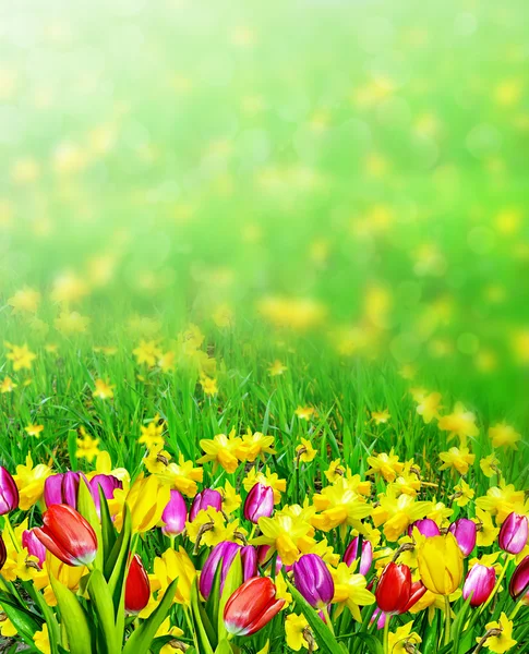 Spring flowers daffodils and tulips — Stock Photo, Image