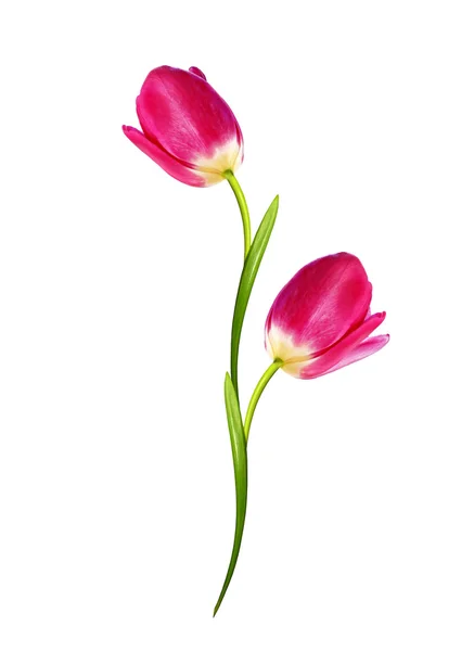 Flores de primavera tulipanes aislados sobre fondo blanco —  Fotos de Stock