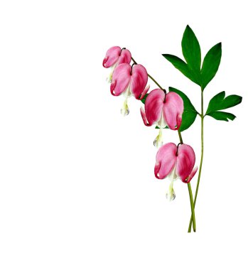 kalbi kanayan Pembe çiçek