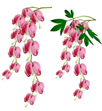 kalbi kanayan Pembe çiçek