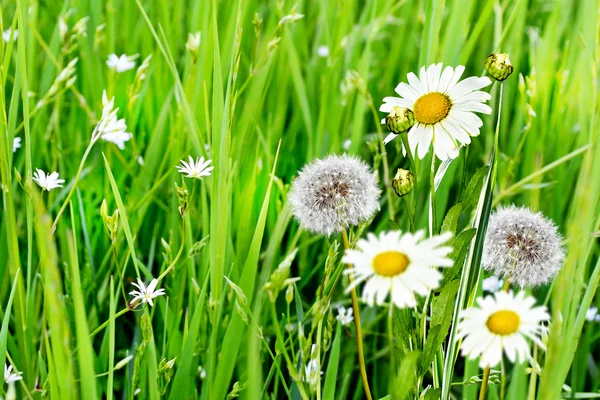 Zomer landschap. bloemen. — Stockfoto