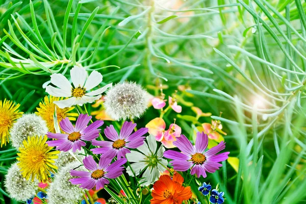 Paisaje de verano. flores . —  Fotos de Stock