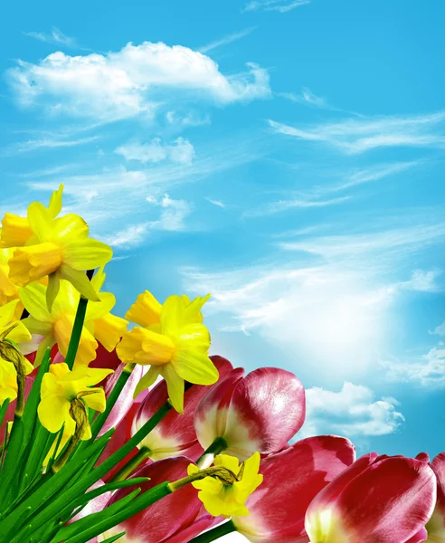 Wiosenne kwiaty tulipany na tle niebieski niebo z chmurami. — Zdjęcie stockowe