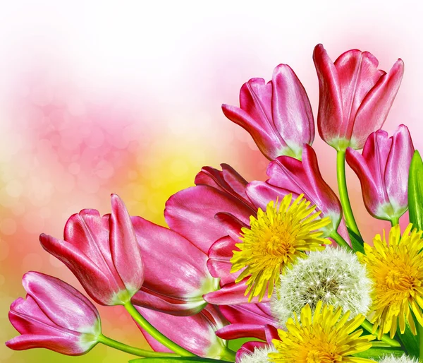 Çiçek Lale. karahindiba — Stok fotoğraf