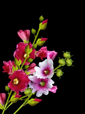 Mallow flowers isolated on black background clipart