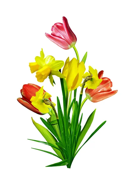 Wiosenne kwiaty tulipany na białym tle. Narcyz — Zdjęcie stockowe