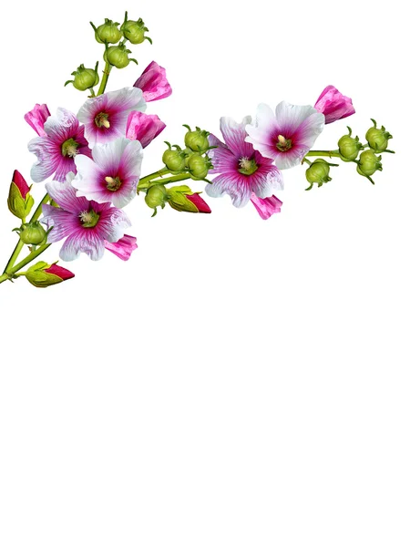 Sladit květiny izolované na bílém pozadí — Stock fotografie