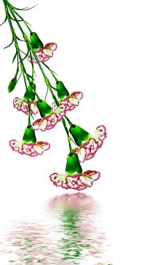 karanfil çiçekleri beyaz arkaplanda izole edilmiş