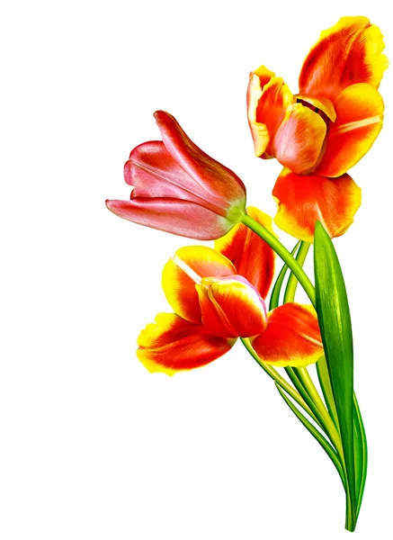 Flores de primavera tulipanes aislados sobre fondo blanco — Foto de Stock