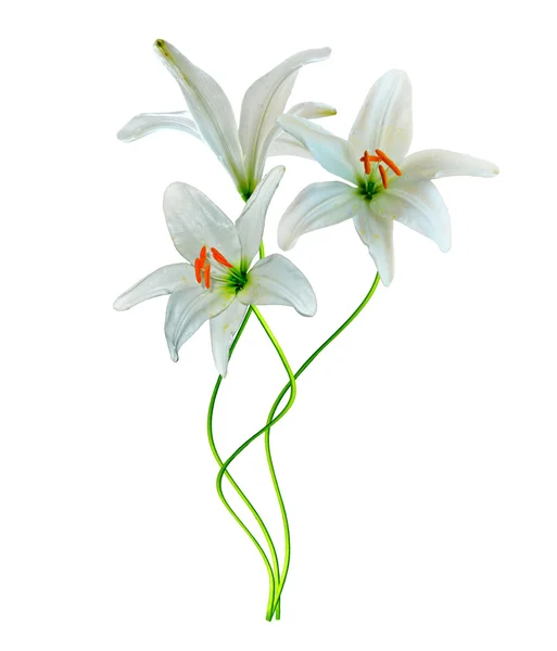 白い背景に孤立したユリの花 — ストック写真