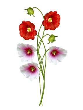 Mallow flowers isolated on white background clipart