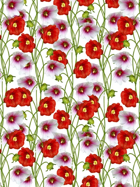 Floral background. mallow flowers — Stock Photo, Image