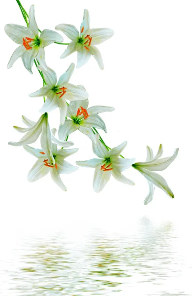 ดอกลิลลี่แยกกันบนพื้นหลังสีขาว — ภาพถ่ายสต็อก