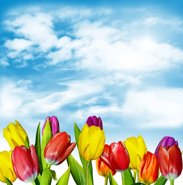 Lente bloemen tulpen op de achtergrond van de blauwe hemel met wolken — Stockfoto