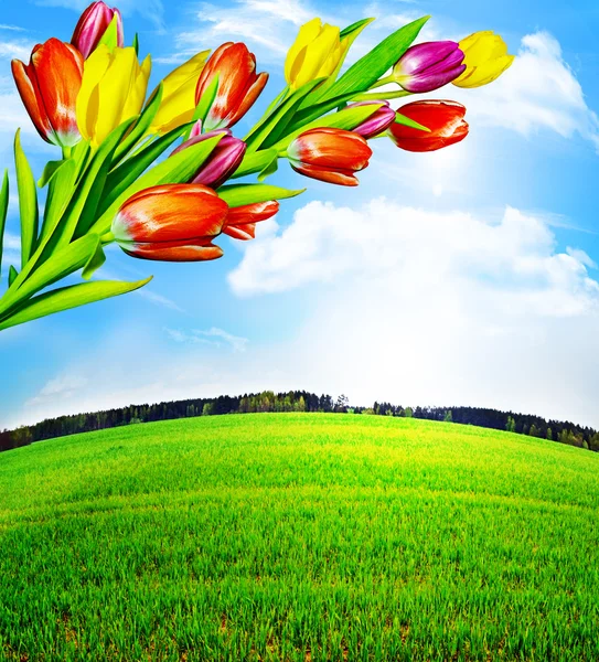 봄 꽃 튤립 구름과 푸른 하늘 배경 — 스톡 사진