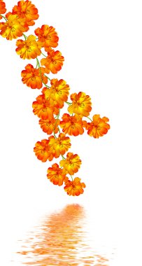 Beyaz arkaplanda izole edilmiş kozmos çiçekleri