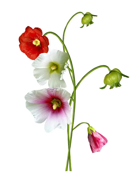 Квіти мальви ізольовані на білому тлі — стокове фото