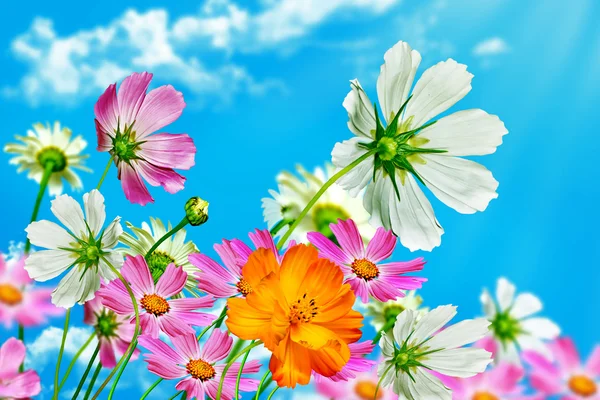 Fiori margherita su sfondo cielo blu — Foto Stock