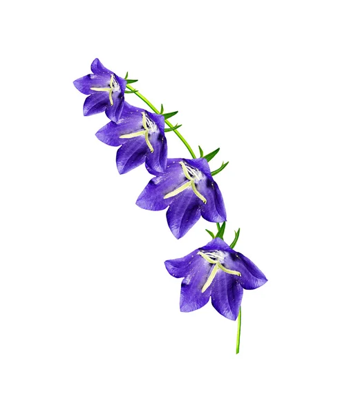 Bell flower isolated on white background — Stock Photo, Image