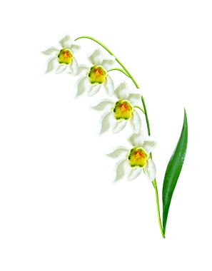 bahar beyaz zemin üzerine izole kardelen çiçek