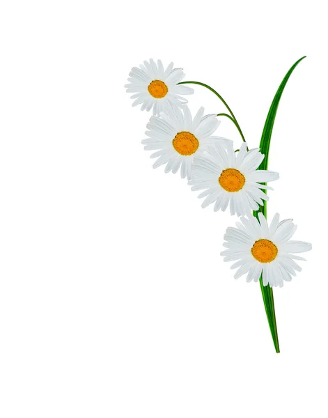 Daisies summer white flower isolated on white background — Stock Photo, Image