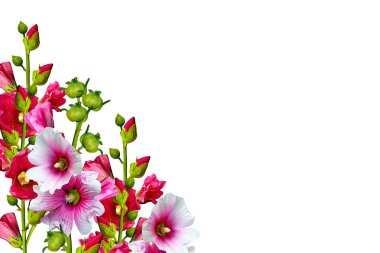 Mallow çiçekleri beyaz arkaplanda izole edilmiş