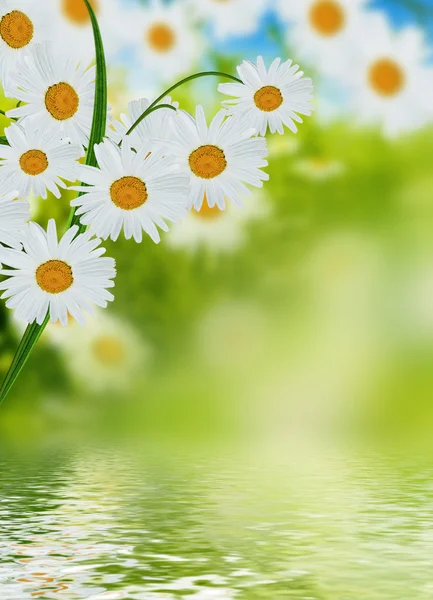 Gänseblümchen — Stockfoto