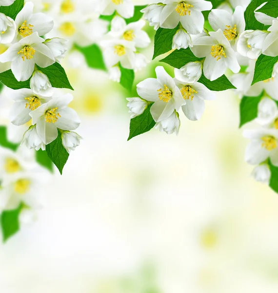 Peisaj de primăvară cu flori delicate de iasomie — Fotografie, imagine de stoc