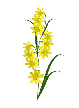 Beyaz arkaplanda izole edilmiş düğün çiçeği