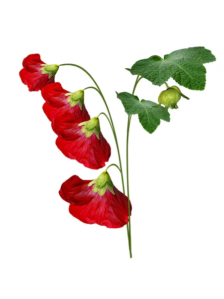 Flores de malva aisladas sobre fondo blanco —  Fotos de Stock