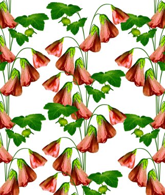 Mallow çiçekleri beyaz arkaplanda izole edilmiş