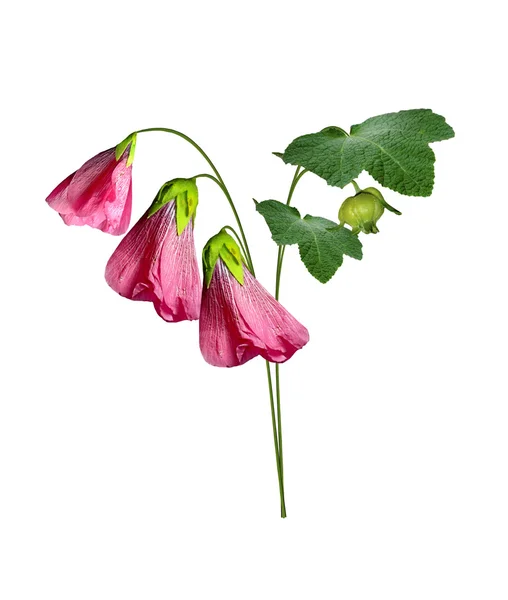 Flores de malva isoladas no fundo branco — Fotografia de Stock