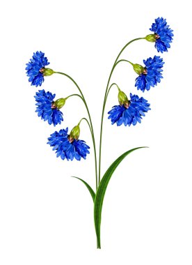 Beyaz arka plan üzerinde izole Peygamber çiçekler