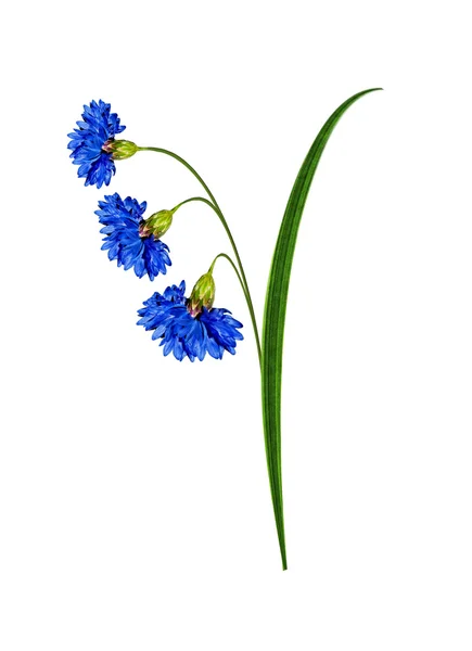 Flowers cornflowers isolated on white background — Stock Photo, Image