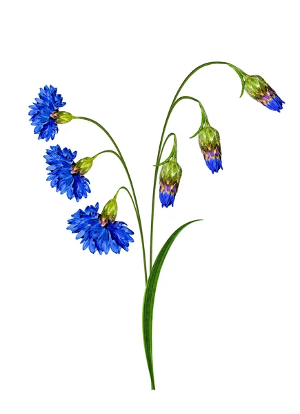 Flowers cornflowers isolated on white background — Stock Photo, Image