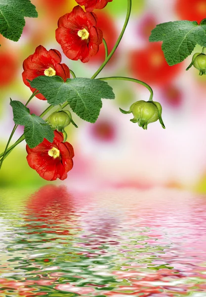 Mallow kwiaty — Zdjęcie stockowe