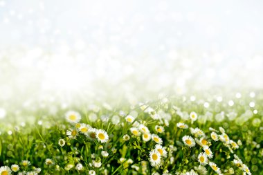 yaz. arka plan bir çiçek.